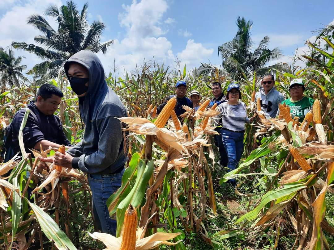 Corn Farmer in Bohol Achieves High Yield With Hybrid Variety
