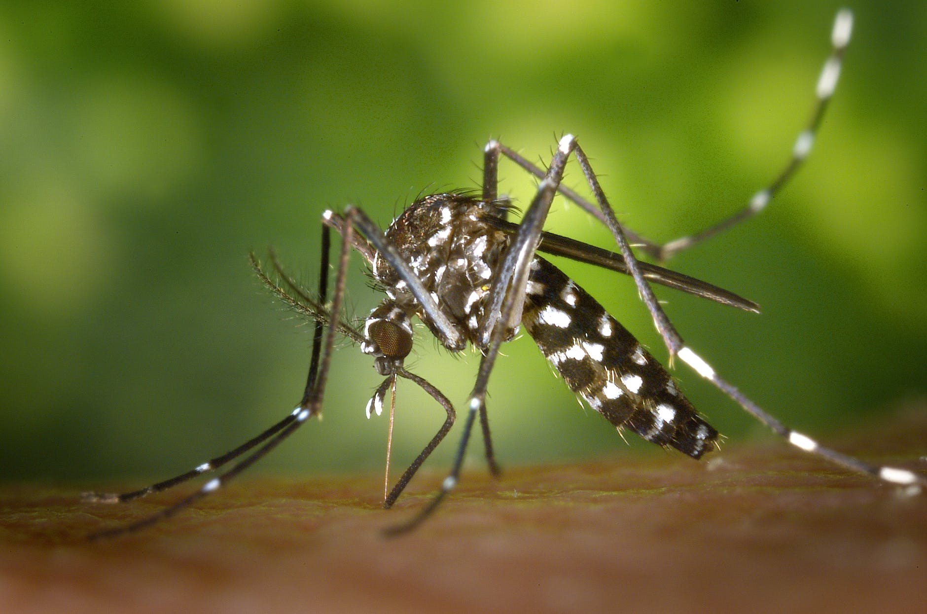 Inabanga Mayor Urges Residents to Fight Dengue Amid Rising Cases